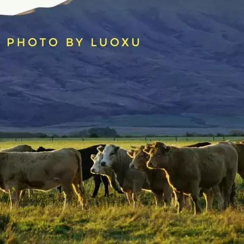 《哆啦A梦牧场物语评测：自然王国新体验，孤独不再》