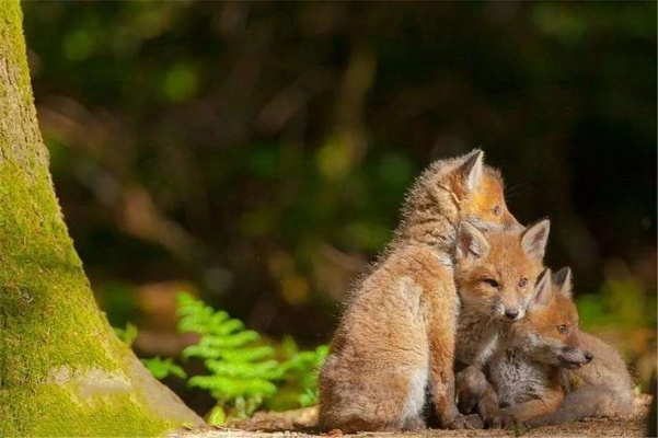 地球末路，狐母子绝境求生，揭秘生命传承新奇迹