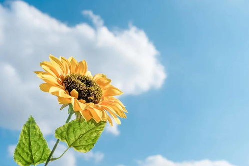 迷人色彩唤醒童话世界，赋予《小菊花》新生命