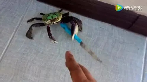 双刀猛蟹大闸蟹：揭秘螃蟹大战中的砍刀双持奇观