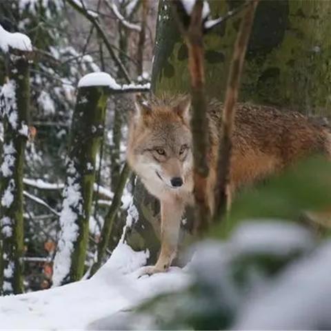 《领地人生：林中村落》评测升级，体验版亮点解析，深度体验新启航
