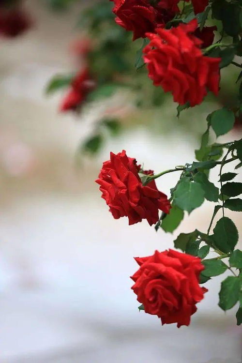 倍速观影真相揭秘：剧情大纲真的够吗？