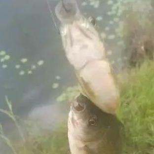 紧急救治！宠物鸭病重，主人雾化护理全力挽救新希望