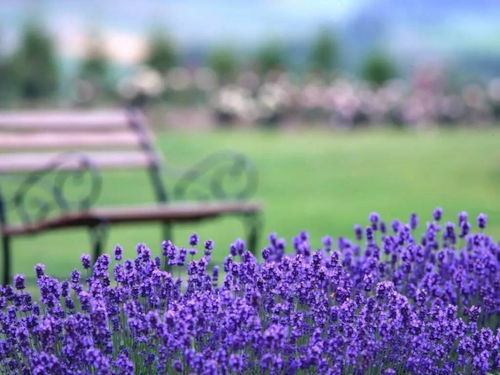 温馨田园共筑梦，《Loftia》Steam多人社区今秋绽放