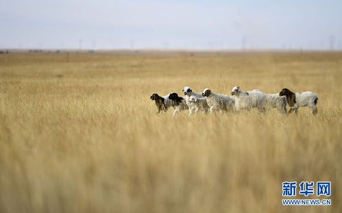 宁夏小羊身价30万奇迹，主人坚守不售传奇再现