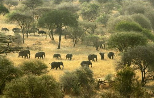 牛扫帚挠痒奇观罕见，奥地利牛成网红新宠