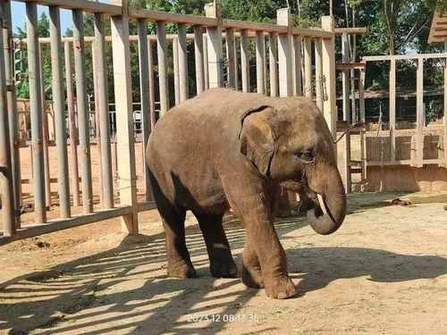 网友热议：饲养员长期虐待小象，动物园道歉却遭抵制，真相令人震惊！