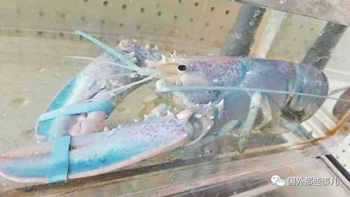 渔民捕获蓝色龙虾！竟解锁MMO海域BOSS隐藏触发机制？