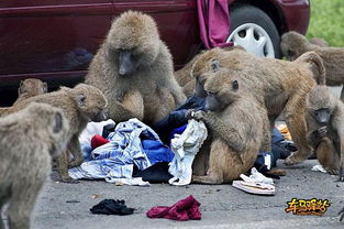 德国动物园杀半群狒狒喂其他动物？硬核模拟玩家拆解残酷生存逻辑