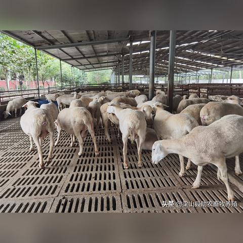 英国女星“绵羊姐”台上惊曝：裤子拉稀仍坚持演出，敬业精神令人敬佩