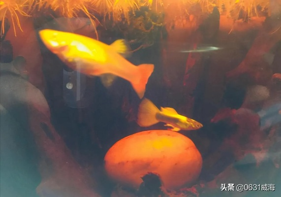 锦鲤跳缸悲剧变酸菜鱼，老板含泪传承美味新篇章