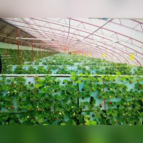 《QQ农场》怀旧回归，偷菜乐趣新升级，重温经典情怀！