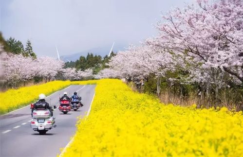 樱花盛开铺公路，雪山全年雪覆地，极限竞速新体验