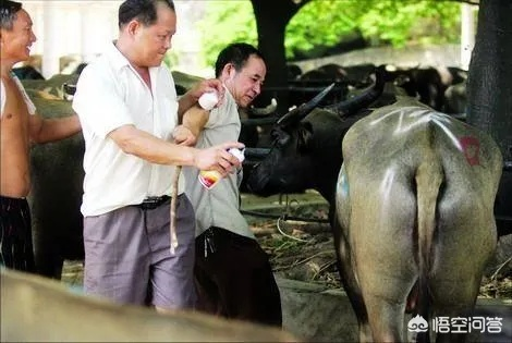 独特乳牛交易秘籍，揭秘本子囧图买卖传奇