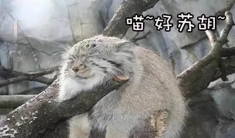 狲家悲痛：狲思邈亲人离世，传承新篇章