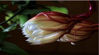 忧昙花怎么用最值？两类核心类型拆解+刷取/触发全攻略