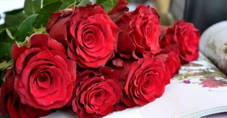2026情人节玫瑰怎么选？精准匹配8类需求，热门款+私藏小众花型全攻略