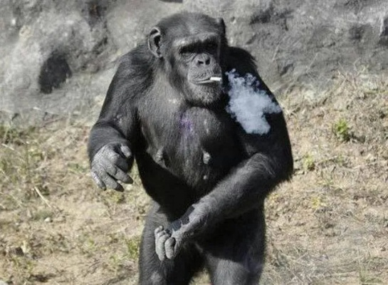 从动物园猩猩抽烟回应学求真，玩家选服务器/版本/资源避坑全攻略