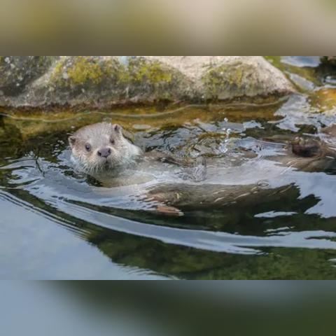 想了解生灵重塑？动物本能玩法深度评测来了！