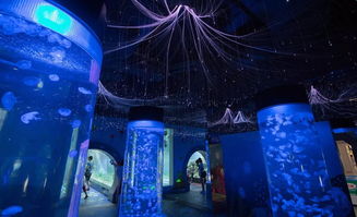 生灵重塑深度评测，探寻动物本能创作背后的魅力与亮点