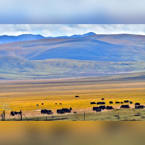 生灵重塑评测，动物本能核心玩法体验究竟如何？