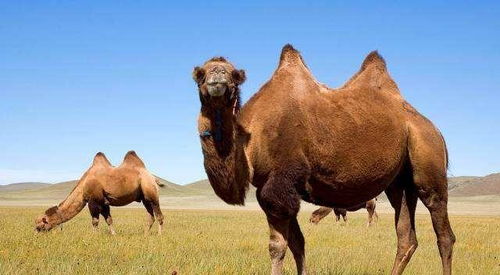 韩国3A红色沙漠用超牛技术破Boss战重复，每场都不一样