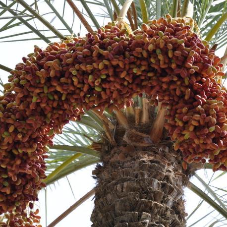 红色沙漠确认无微交易商城，主打纯付费高端体验