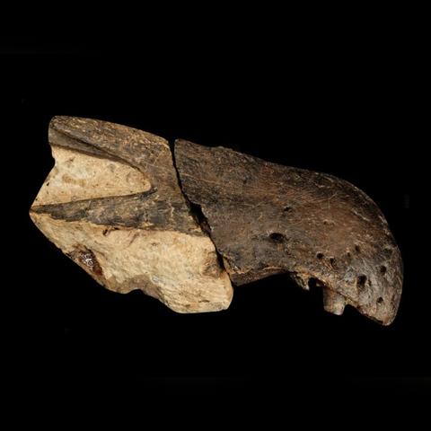 掠食岛有哪些类型？匹配热门需求的实战生存玩法全指南