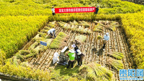 国产小清新种田星砂岛4天销量破10万，凭啥持续获好评？