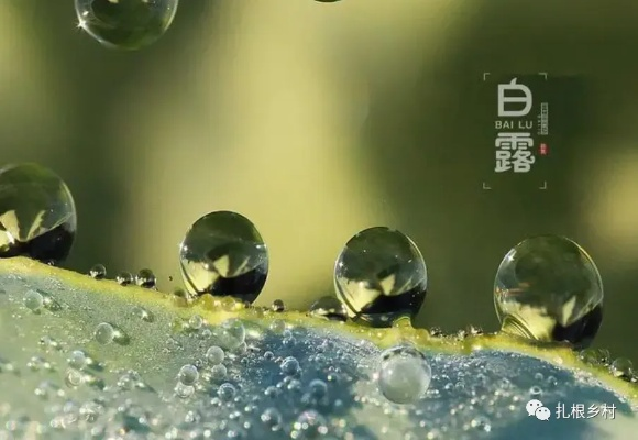 白露到底是什么？从气候农业到民俗养生，一文讲透节气门道