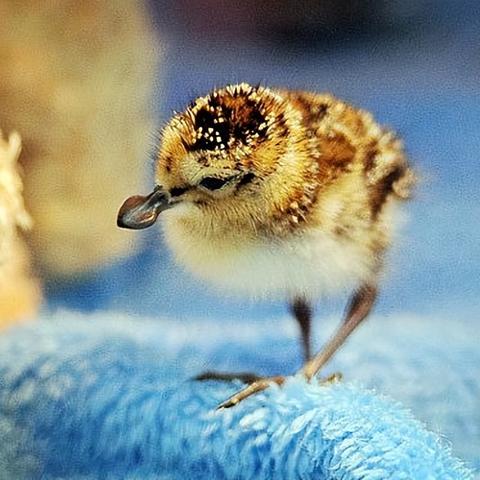 全球仅存600多只！自带饭勺的勺嘴鹬，观鸟识别+保护全指南