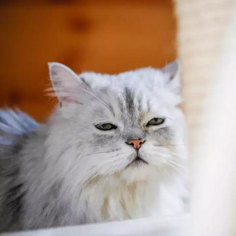 新年首游你给了哪款？聊聊开年游戏的第一份偏爱