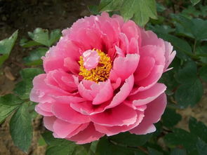 郭有才花期比菏泽牡丹还短？拆解网红短命流量的破局逻辑