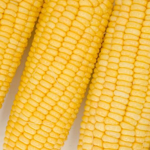 LOL2026新英雄预判，近战法辅成黑马？破解排位辅助开团即蒸发痛点