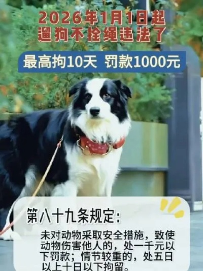 养宠玩家别踩雷，宠物饲养许可证怎么办？2026最新合规全解析