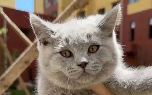 玩家狂刷哈基米！喵喵的结合正面向中国玩家征猫名