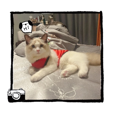 喵喵的结合向中国玩家征猫名 玩家狂刷哈基米成热门猫名