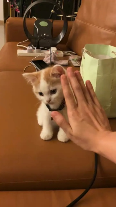 喵喵的结合猫名征集，玩家为啥都在狂刷哈基米？