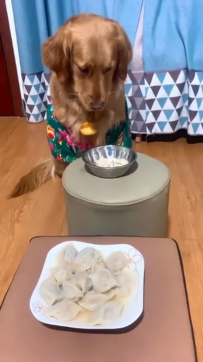 狗子偷炫41个生饺子咋救？异食诱因、急救、防闯厨房全攻略