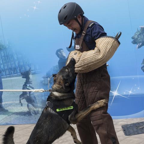 选对宠物家园类型有多重要？匹配热门玩家需求的高阶玩法指南