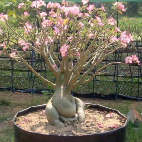 足够惊艳！《红色沙漠》试玩获媒体压倒性好评