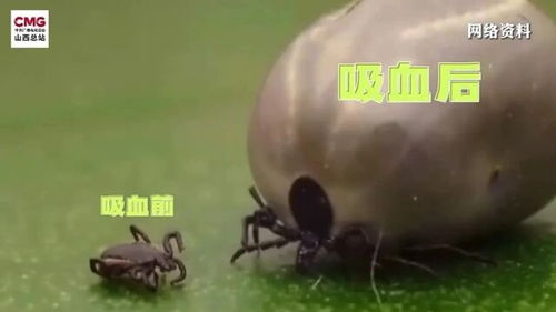 高烧老人家中藏近200只蜱虫！疾控拆解6类常见蜱虫，附家庭灭防全方案