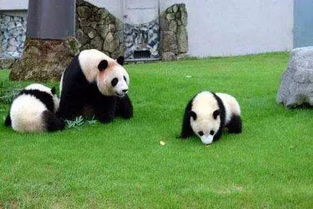 为何日本民众排10小时送大熊猫香香？拆解国民IP的情感密码与文旅运营逻辑