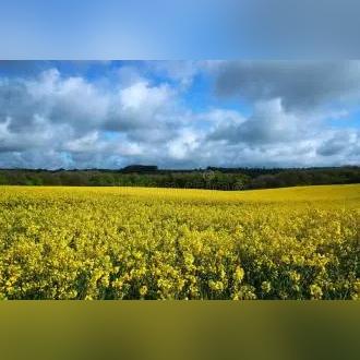 红色沙漠玩法再添料，家园建造、种地养猪两不误