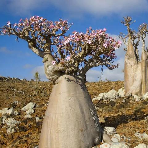 红色沙漠主机性能规格公布，全新实机演示为何仍缺席？