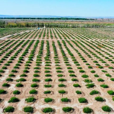 植绿一带一路，益世界多年捐赠胡杨，践行生态责任