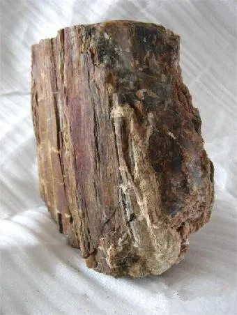 树化石类型有哪些？收藏、科普、投资三大热门需求精准匹配全指南