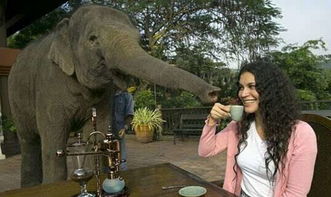 咚奇刚，蕉力全开大象变身引争议 开发者承认确实略显过分