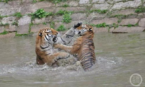 东北虎在水池放屁分几类？模拟养虎玩家必知的行为解析指南