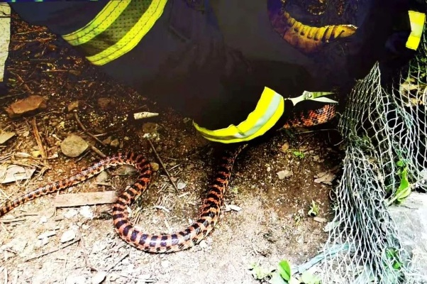 遇毒蛇还敢凑前合影？2026户外蛇类避险+急救硬核全攻略